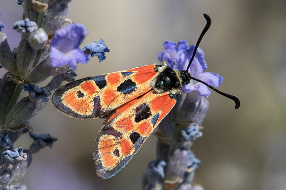 Zygaena hilaris-3687 - Argentière la bessée - 19/07/22