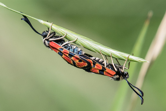 Zygaena hilaris-5218 - Digne-les-bains