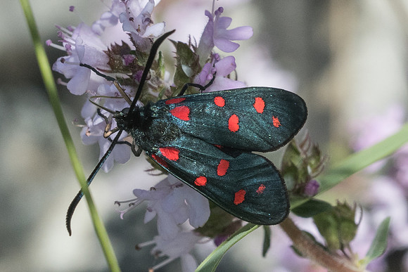Zygaena transalpina --9468 - Vence - 18/05/21