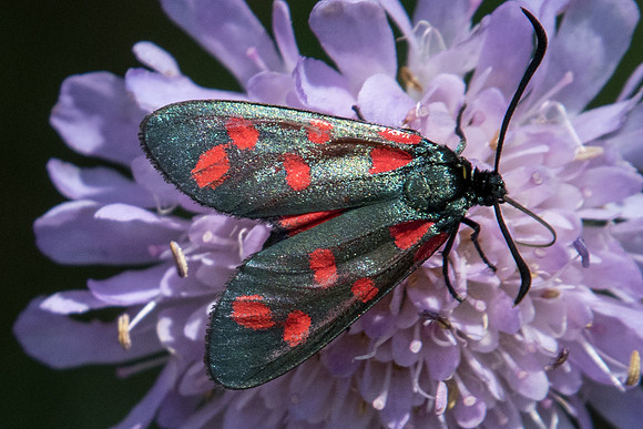 Zygaena transalpina-3147 - Puy St André - 19/07/22
