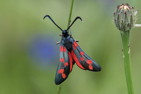 Zygaena transalpina - Fontainebleau - 4839 - 13/06/20