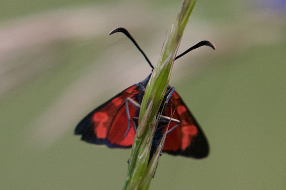 Zygaena transalpina - Fontainebleau - 4842 - 13/06/20