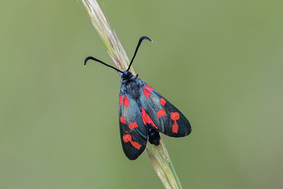 Zygaena transalpina - Fontainebleau - 4846 - 13/06/20
