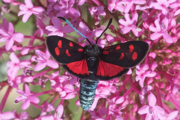 Zygaena transalpina -5193 - Rimplas - 26/06/21