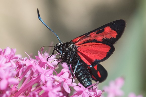 Zygaena transalpina-5209 - Rimplas - 26/06/21