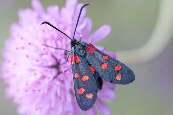 Zygaena transalpina-7975 - Rimplas - 28/06/21