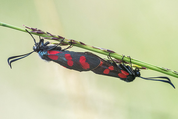 Zygaena viciae ssp charon-5732 - Aprey - 30/07/21
