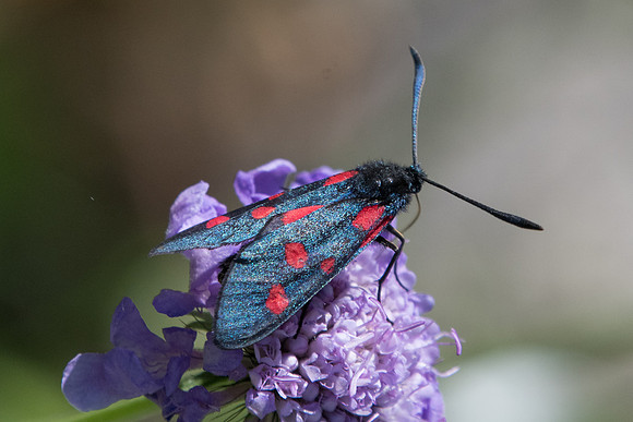 Zygaena viciae id--8806 Termignon 16/07/22