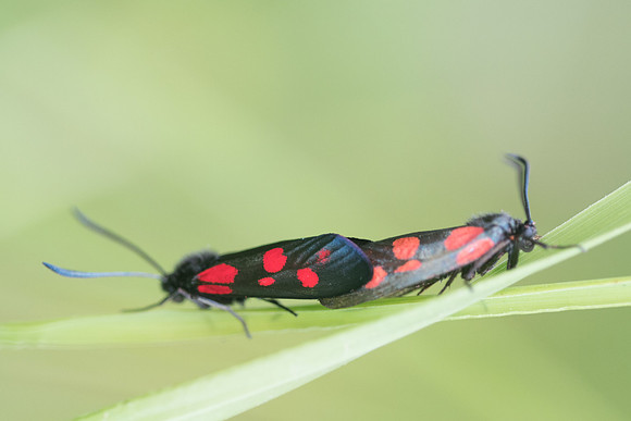 Zygaena viciae-7980 - Rimplas - 28/06/21