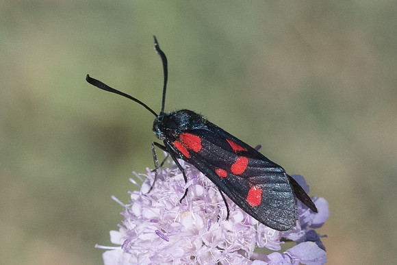 Zygaena viciae - 5844 - LLo - 20/07/23