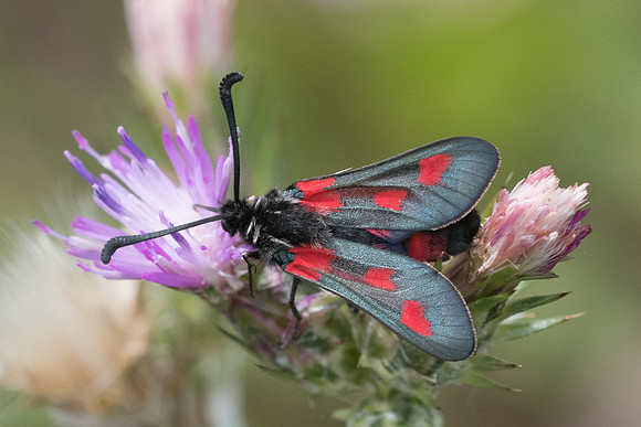 Zygaena sarpedon-1783 - Signes - 22/05/21