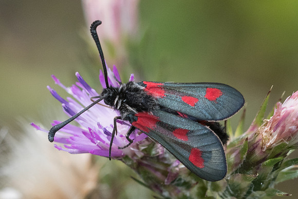 Zygaena sarpedon-1790 - Signes - 22/05/21