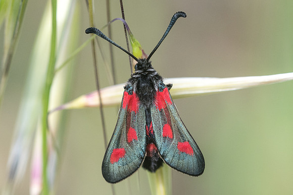 Zygaena sarpedon-1865 - Signes - 22/05/21