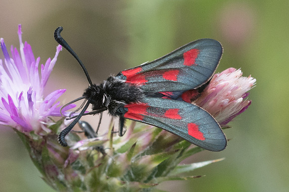 Zygaena sarpedon-1775 - Signes - 22/05/21