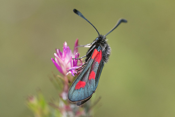 Zygaena sarpedon-1832 - Signes - 22/05/21
