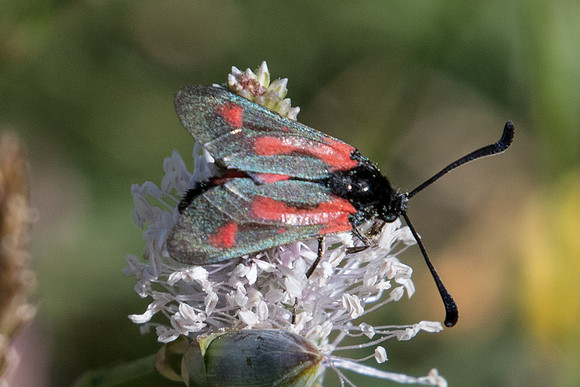 Zygaena sarpedon-0854 -  Coursegoules - 28/06/20