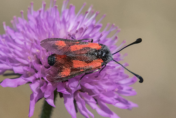 Zygaena sarpedon-5861 - Gréolières - 26/006/20