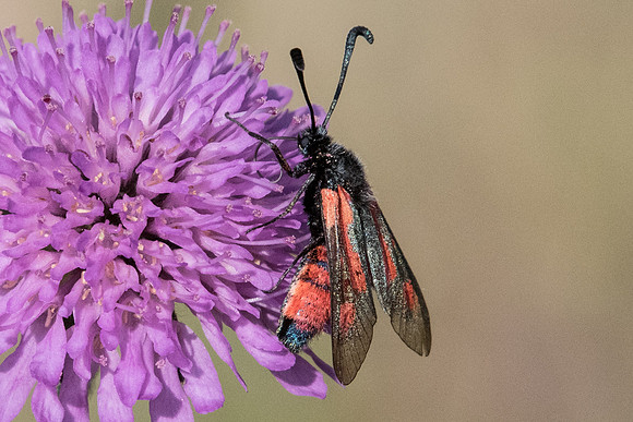 Zygaena sarpedon - 5874 - Greolieres - 26/06/20