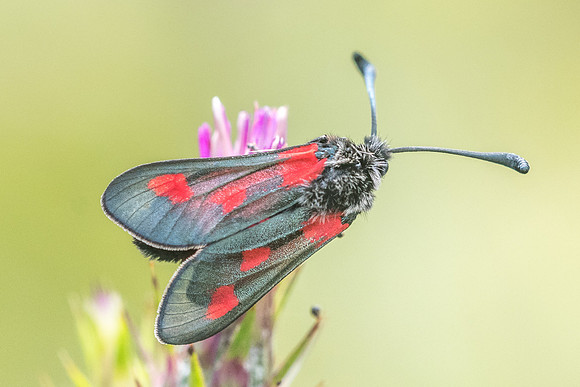 Zygaena sarpedon - 1808 - Signes - 22/05/21