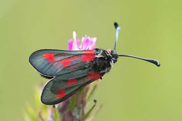 Zygaena sarpedon-1819 - Signes - 22/05/21