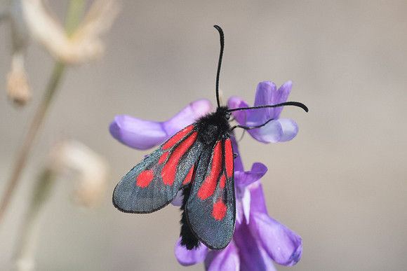 Zygaena romeo-4261 - Rimplas - 25/06/21