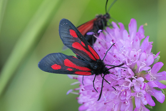 Zygaena romeo-6789 - Rimplas - 27/06/21