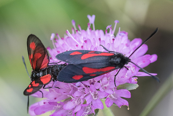 Zygaena romeo - 6680 - Rimplas - 27/06/21