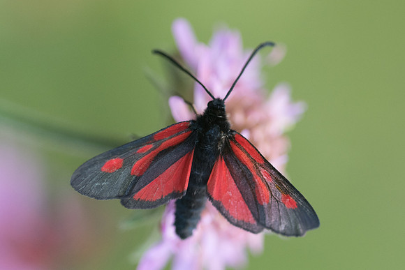 Zygaena romeo-7985 - Rimplas - 28/06/21