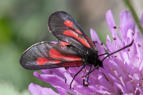 Zygaena romeo-1280 - Estenc - 28/06/20