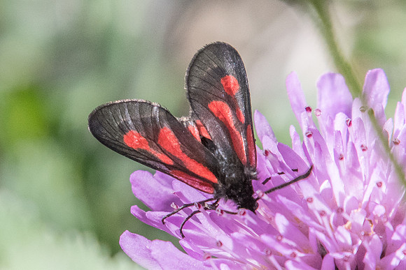 Zygaena romeo-1267 - Estenc - 28/06/20