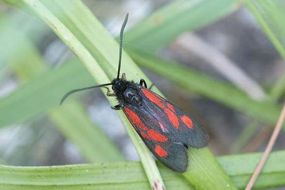 Zygaena romeo -7494 - Launes - 28/06/21