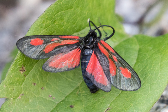 Zygaena romeo- 5134 - Entraune - 6/07/21