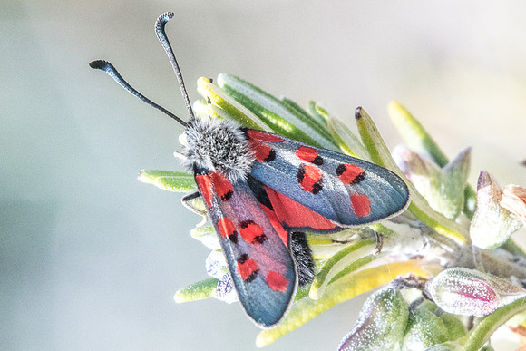 Zygaena rhadamanthus-2770 - Barjols - 18/04/19