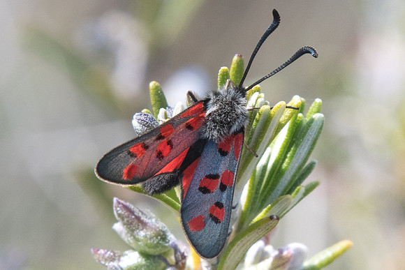Zygaena rhadamanthus-2783 - St Baume - 18/04/19