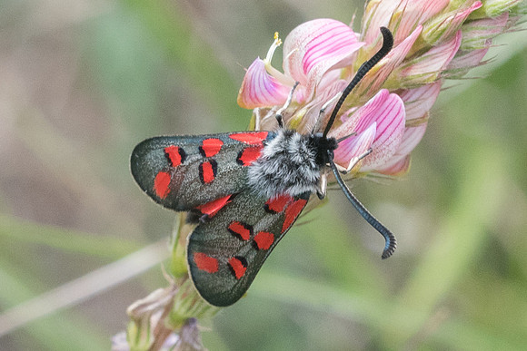 Zygaena rhadamanthus-1088 - Signes - 21/05/21