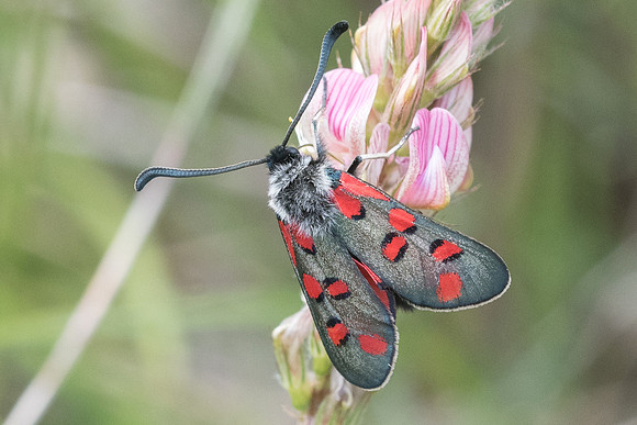 Zygaena rhadamanthus-1095 - Signes - 21/05/21