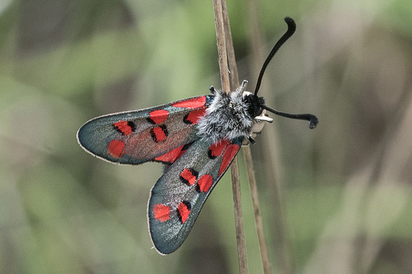 Zygaena rhadamanthus-1118 - Signes - 21/05/21