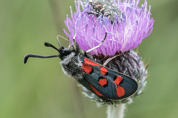 Zygaena rhadamanthus-1184 - Signes - 21/05/21
