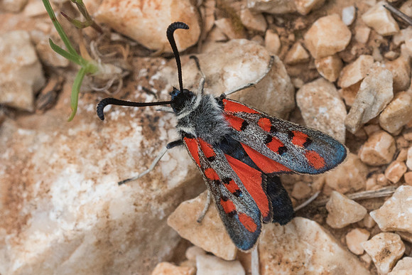 Zygaena rhadamanthus-1201 - Signes - 21/05/21