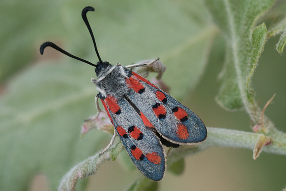 Zygaena rhadamanthus - 1210 - Signes - 21/05/21