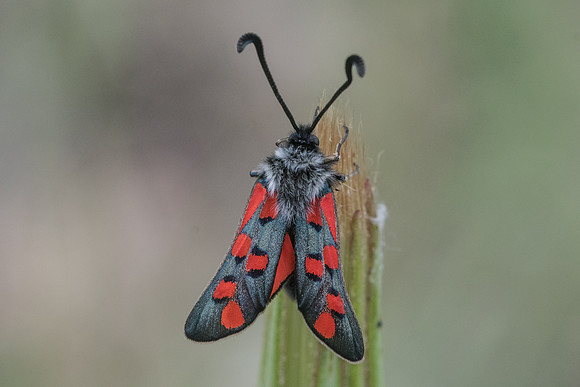 Zygaena rhadamanthus-1344 - Signes 21/05/21