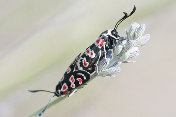 Zygaena occitanica-1663- Sournia - 15/07/23