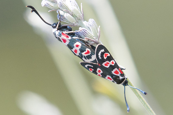 Zygaena occitanica-1669- Sournia - 15/07/23