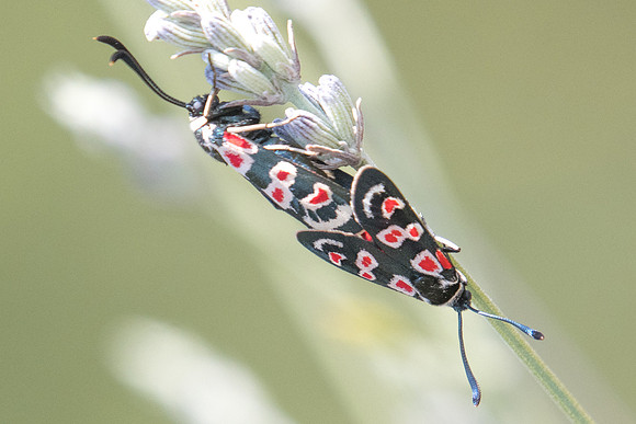 Zygaena occitanica-1673- Sournia - 15/07/23