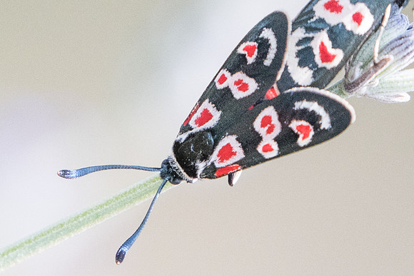 Zygaena occitanica-1690 - Sournia - Sournia - 15/07/23