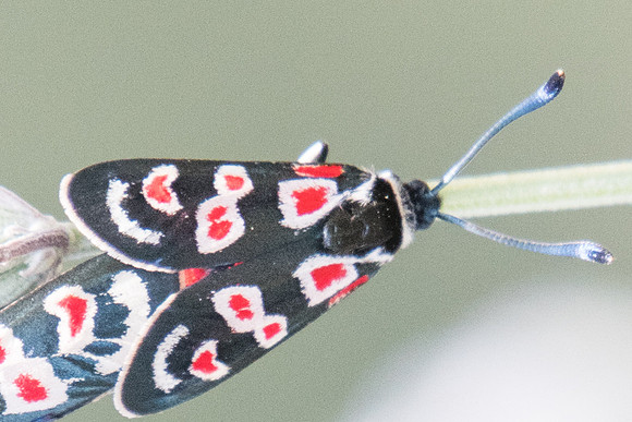 Zygaena occitanica-1697- Sournia - 15/07/23