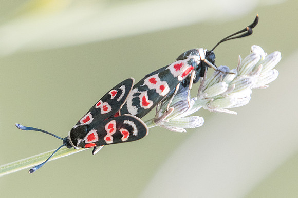 Zygaena occitanica - 1676- Sournia - 15/07/23