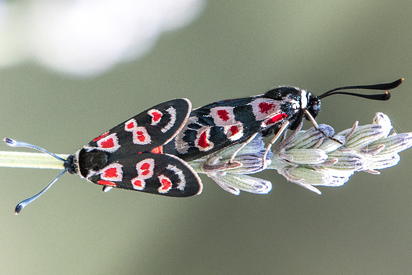Zygaena occitanica-1701 - Sournia - 15/07/23