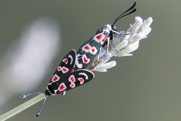 Zygaena occitanica-1698 - Sournia - 15/07/23