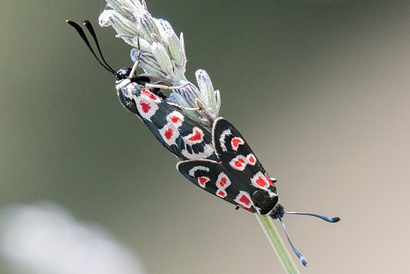 Zygaena occitanica-1707- Sournia - 15/07/23